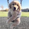 Puppies for sale Czech Republic, Plzen Golden Retriever