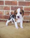 Puppies for sale Armenia, Vanadzor Beagle