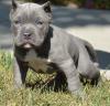 Puppies for sale Cyprus, Paphos American Pit-Bull Terrier