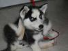 Puppies for sale Cyprus, Larnaca Haski