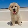 Puppies for sale Portugal, Braga Golden Retriever