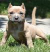 Puppies for sale Greece, Athens American Pit-Bull Terrier