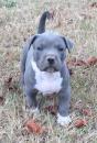 Puppies for sale France, Paris American Pit-Bull Terrier