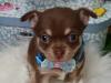 Puppies for sale Germany, Bochum Chihuahua