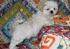 Puppies for sale Romania, Bucharest Shih Tzu