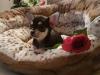 Puppies for sale Finland, Kotka Chihuahua