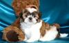 Puppies for sale Germany, Saarbruecken Shih Tzu