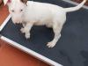 Puppies for sale Finland, Helsinki Bull Terrier