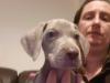 Puppies for sale Denmark, Kopenagen Weimaraner