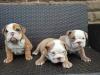 Puppies for sale Germany, Nuremberg English Bulldog