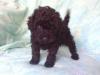 Puppies for sale Germany, Aihvald , maltipoo