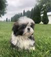 Puppies for sale Cyprus, Nicosia Shih Tzu