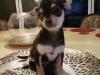 Puppies for sale Germany, Hannover Chihuahua