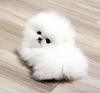 Puppies for sale Finland, Helsinki Pomeranian Spitz