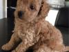 Puppies for sale Cyprus, Nicosia Toy-poodle