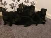 Puppies for sale Finland, Helsinki German Shepherd Dog