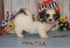 Puppies for sale Cyprus, Paphos Shih Tzu