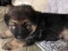 Puppies for sale Greece, Patra German Shepherd Dog