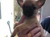 Puppies for sale Denmark, Kopenagen Chihuahua