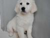 Puppies for sale Greece, Heraklion Golden Retriever
