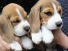 Puppies for sale Greece, Athens Beagle
