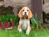 Puppies for sale Hungary, Budapest Beagle