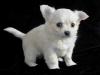Puppies for sale Cyprus, Larnaca Chihuahua