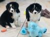 Puppies for sale Cyprus, Nicosia , Bordernese