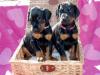 Puppies for sale Denmark, Kopenagen Doberman