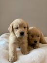 Puppies for sale Germany, Stuttgart Labrador