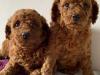 Puppies for sale Czech Republic, Toy-poodle