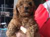 Puppies for sale Latvia, Riga Toy-poodle