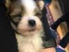 Puppies for sale Cyprus, Larnaca Havanese