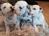 Puppies for sale Netherlands, Amsterdam Dalmatian