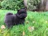 Puppies for sale Cyprus, Limassol Chow Chow