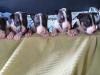 Puppies for sale Sweden, Sundsvall Bull Terrier