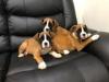 Puppies for sale Estonia, Narva Boxer