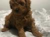 Puppies for sale Hungary, Budapest Toy-poodle