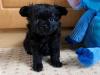 Puppies for sale Germany, Cologne Chihuahua