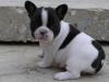 Puppies for sale Germany, Mainz French Bulldog