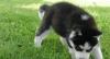 Puppies for sale Germany, Wismar Haski