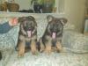 Puppies for sale Denmark, Kopenagen German Shepherd Dog