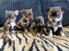 Puppies for sale Germany, Gelsenkirchen Chihuahua