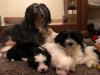 Puppies for sale Germany, Frankfurt an der Oder Havanese