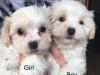 Puppies for sale Cyprus, Nicosia , maltipoo