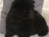 Puppies for sale France, Paris Chow Chow