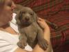 Puppies for sale Greece, Thessaloniki Weimaraner