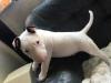Puppies for sale Sweden, Malmo Bull Terrier