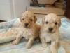 Puppies for sale Greece, Heraklion Toy-poodle