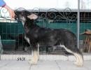Продам щенка Киргизия, Бишкек Восточноевропейская овчарка